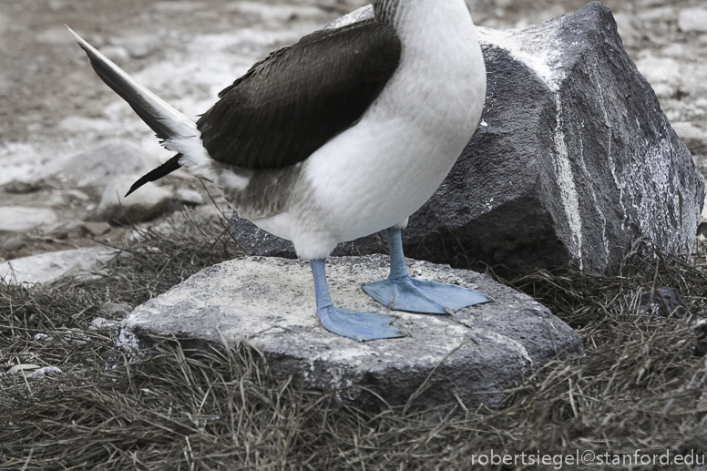 galapagos